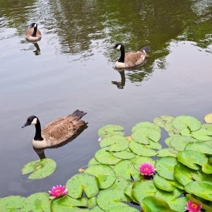 Geese and Lilies