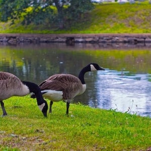 Canadian Geese 50mm