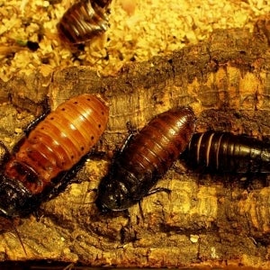 Hissing Roaches