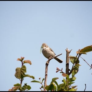 adult Common Whitethroat with food for young