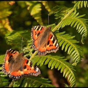 two Small Tortoiseshell butterflies on bracken